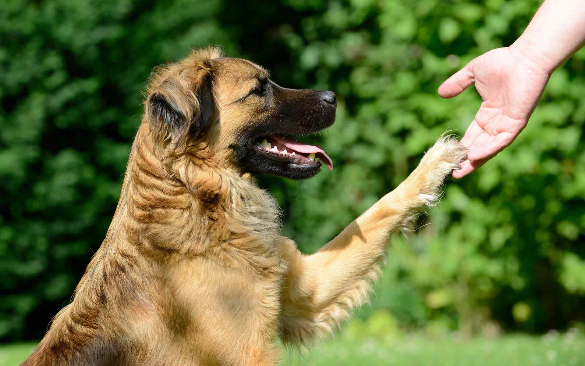 https://ecopettampas.com.br/wp-content/uploads/2019/07/post_11.jpg