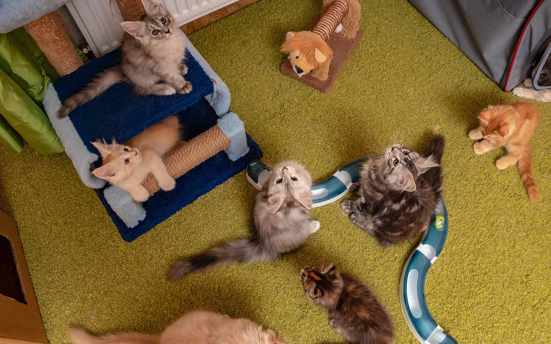 https://ecopettampas.com.br/wp-content/uploads/2019/07/post_12.jpg